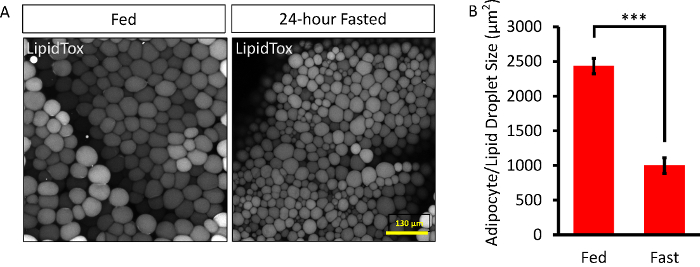 Adipocyte analysis, LipidTox staining, microscopy images, bar chart comparison; fed vs. fasted.