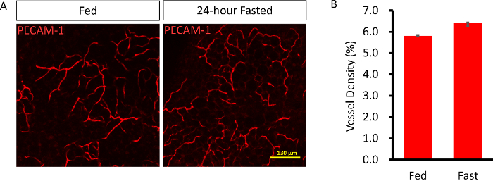 Vascular density comparison; PECAM-1 staining, fed vs. fasted. Graph of vessel density (%).