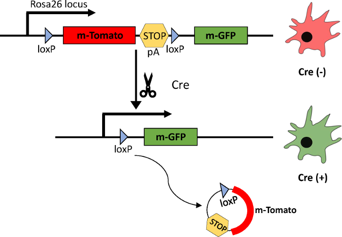 Cre-lox recombination diagram, gene editing process, m-GFP expression, loxP sites, Cre activation.