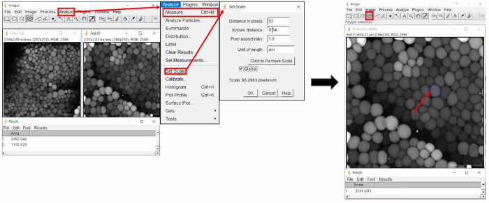ImageJ software image scale calibration diagram; microscopy data measurement setup.