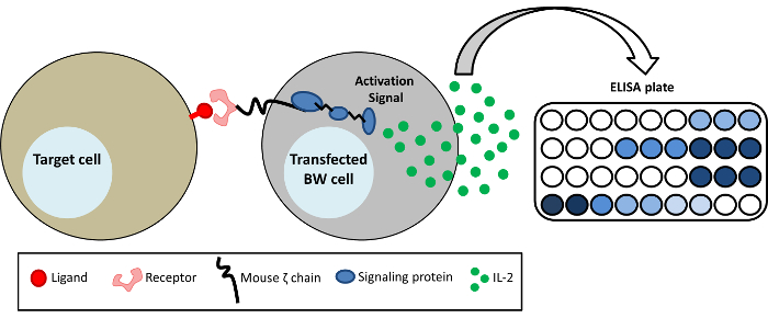 Transfected BW cell activation, ligand-receptor signaling diagram; ELISA plate for IL-2 detection.