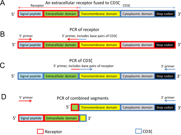Extracellular receptor CD3ζ fusion PCR process diagram, includes primers and coding domains mapping.
