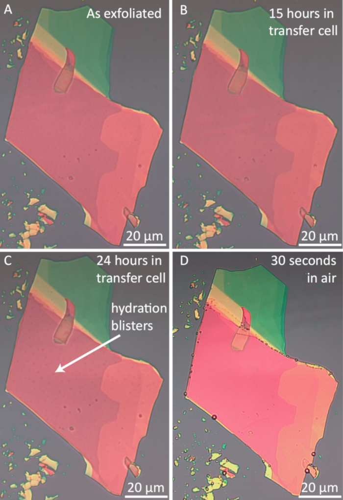 Microscope images of exfoliated material showing hydration blister formation over time in transfer cell.
