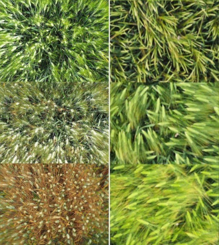 Grass species diversity, diagram. Identifies texture, color variations for ecological study.