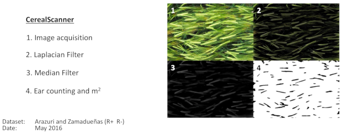 CerealScanner process diagram for image acquisition, filtering, and ear counting in cereal analysis.