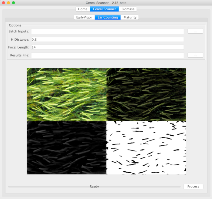 Cereal scanner software interface, ear counting diagram, image analysis for agricultural research.