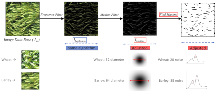Image processing workflow: wheat, barley classification via frequency, median filters; find maxima algorithm.