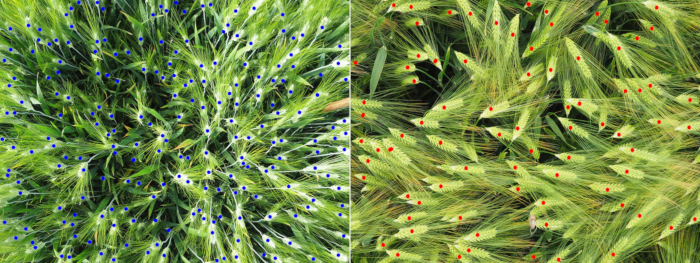 Genetic modification in crops: plant comparison image showing trait differences in growth patterns.