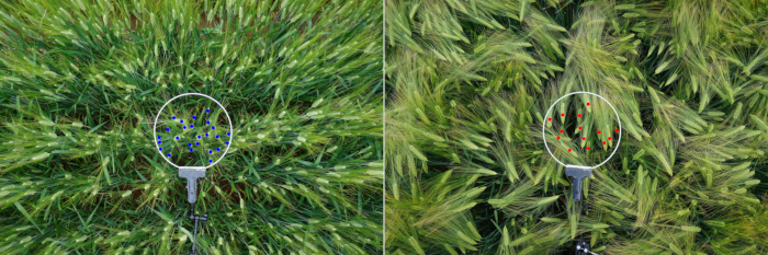 Crop health analysis using magnifying glass comparison, diagram showing plant density and color variance.