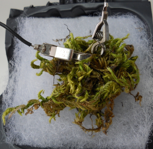 Plant-based electricity generation setup using moss, demonstrating bioelectric potential measurement.