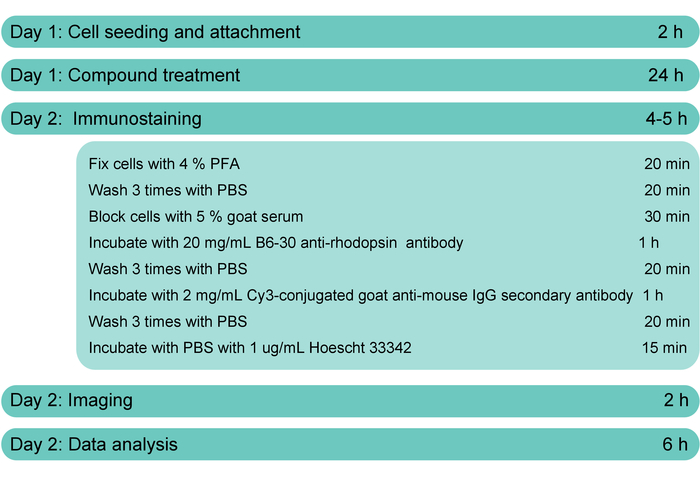 Cell immunostaining process diagram with steps: fixation, washing, blocking, antibody incubation.