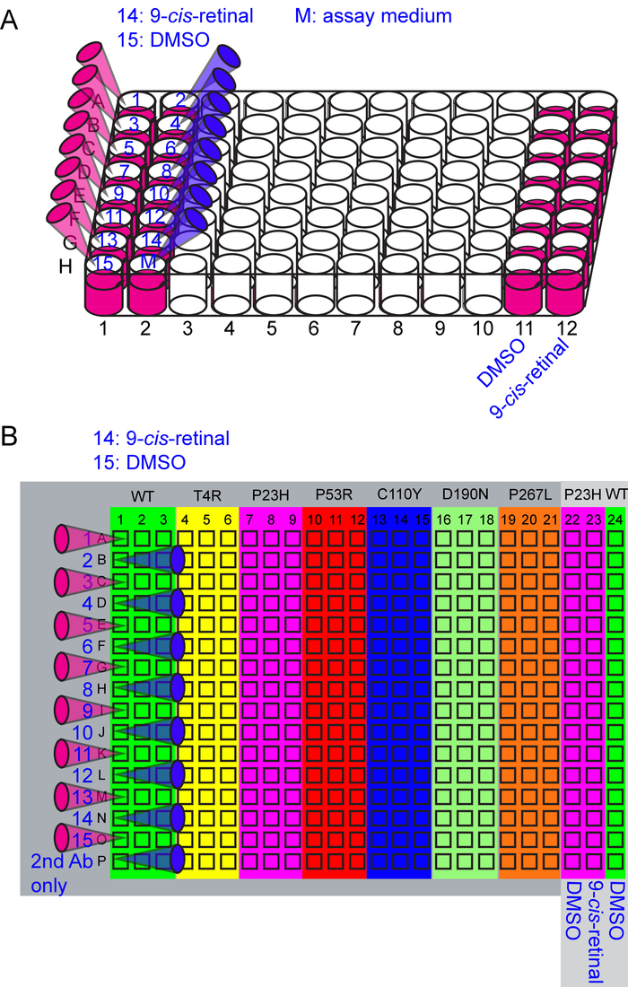 96-well plate diagram; assay set-up with 9-cis-retinal, DMSO; color-coded sample layout.