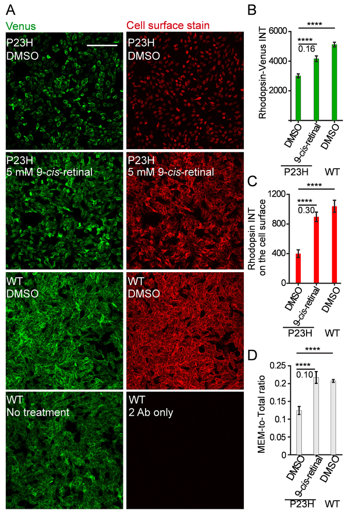 Rhodopsin analysis; fluorescence microscopy, P23H vs WT, DMSO, 9-cis-retinal treatment, data charts.