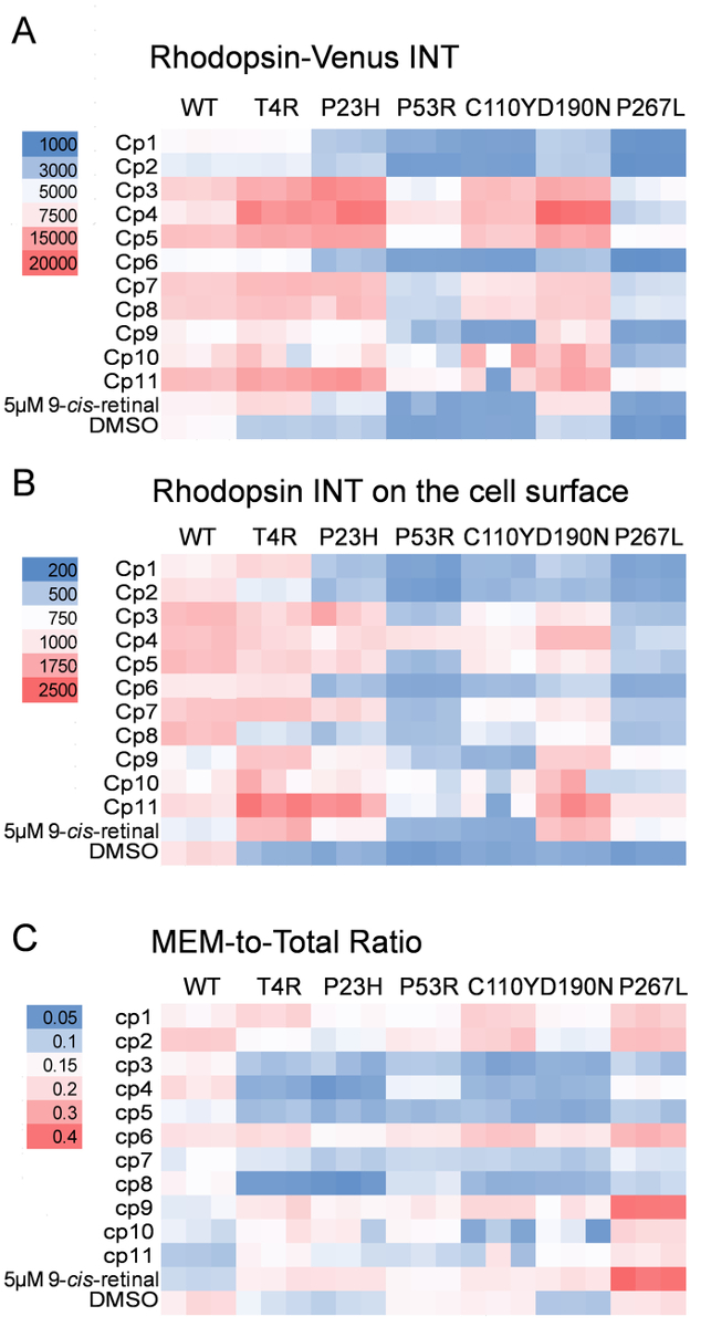 Rhodopsin-INT protein expression heatmap; diagrams A-C; mutation analysis in retinal research.