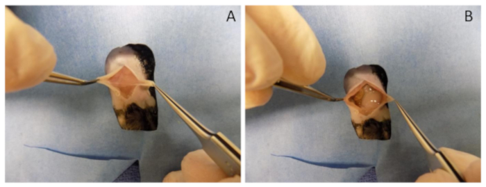 Tissue sectioning procedure using micro-scissors, experimental technique, step-by-step process.
