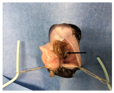 Dissection showing porcine heart structure; educational anatomy diagram for medical study.