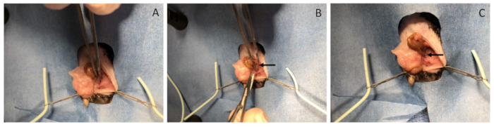 Surgical procedure on rodent, step-by-step tissue manipulation; experiment demonstrating technique.