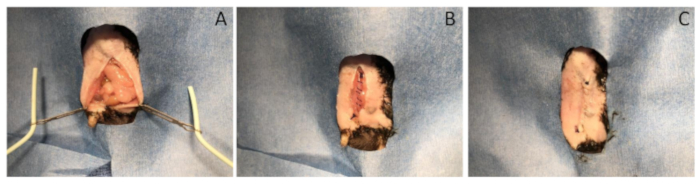 Surgical procedure on tissue sample, sequential wound closure process, medical research.
