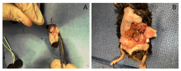 Surgical procedure on rodent; anatomy exploration; lab research; dissection experiment results.