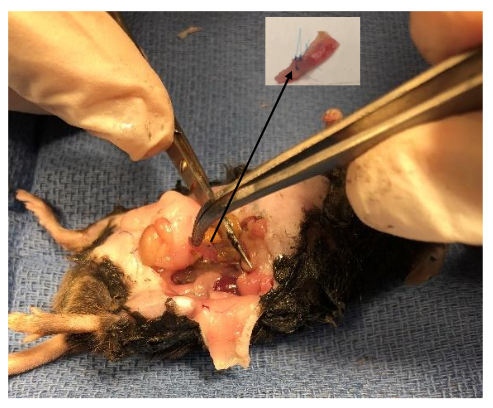 Rat dissection procedure, anatomical study, surgical extraction using forceps for tissue analysis.
