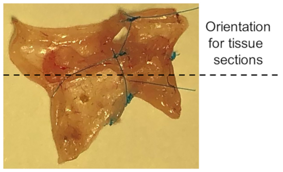 Tissue orientation for sectioning; specimen preparation diagram; histological analysis setup.