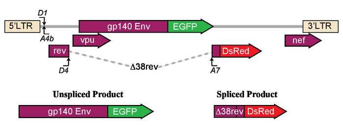 Gene splicing diagram with gp140 Env and EGFP, showing unspliced and spliced products for analysis.
