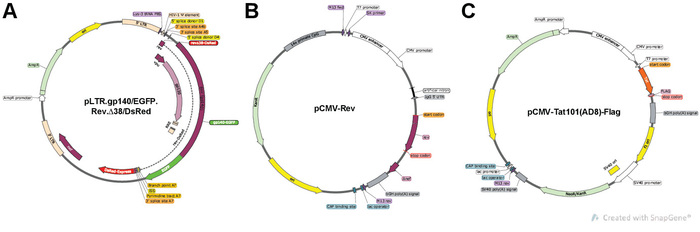 Plasmid maps for gene expression: pLTR-gp140/EGFP, pCMV-Rev, pCMV-Tat101(A)B-Flag diagram.