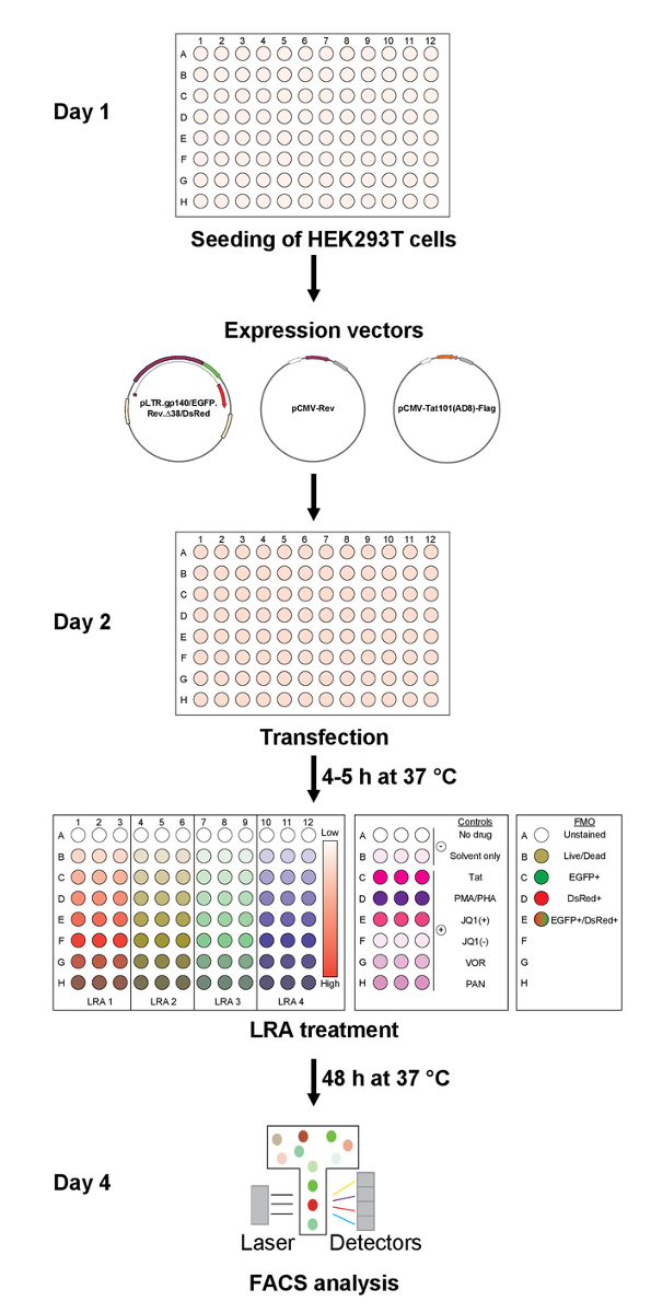 HEK293T cell transfection diagram; expression vectors; LRA treatment; FACS analysis; 4-day process.