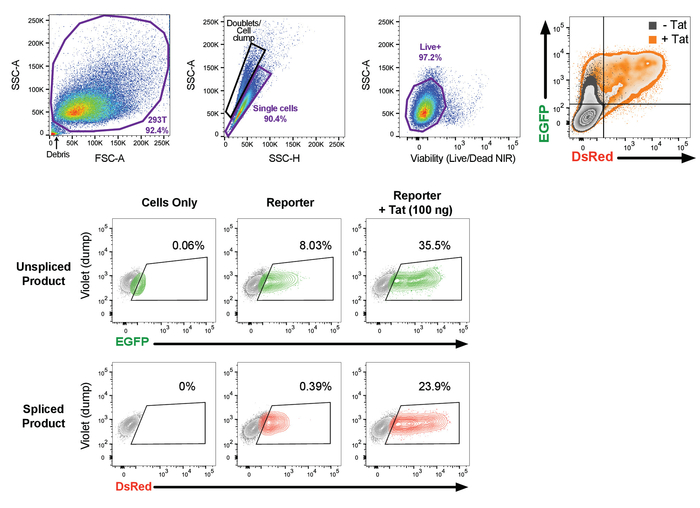 Flow cytometry analysis, EGFP/DsRed expression, scatter plots, cell viability, unspliced/spliced product.