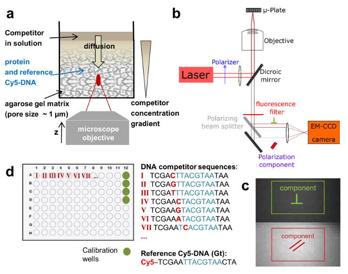 DNA diffusion process in agarose gel; laser-induced fluorescence microscopy setup; DNA sequence analysis.