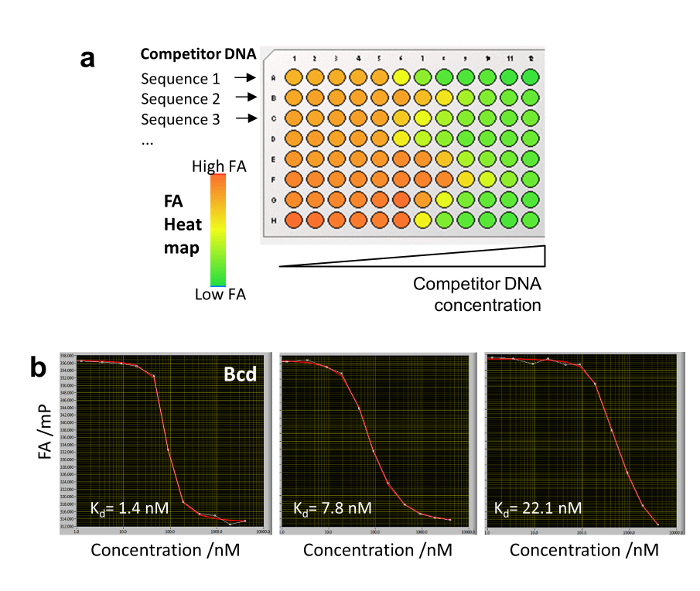 Competitor DNA fluorescence assay; heat map, Kd values plotted; protein-ligand binding analysis.