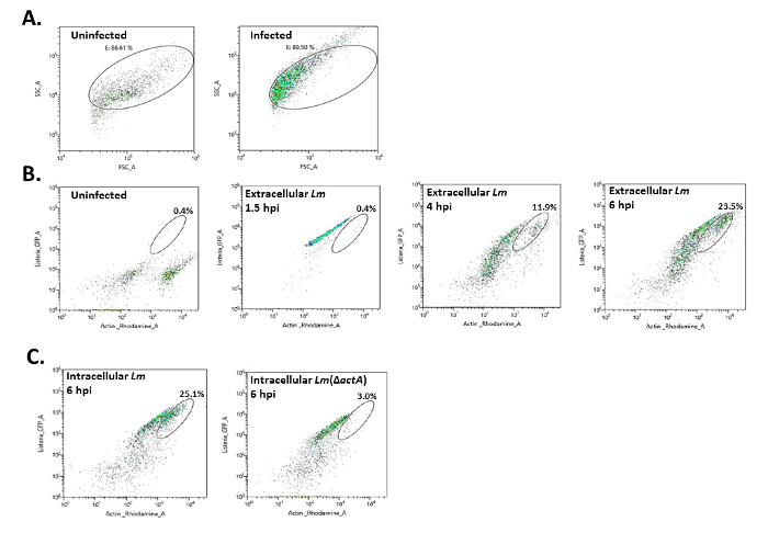 Flow cytometry plots comparing uninfected and infected cells; detection of intracellular and extracellular Listeria monocytogenes over time.