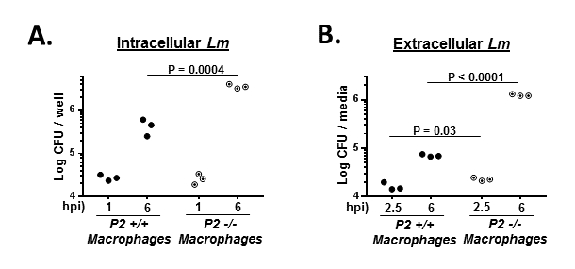 Intracellular and extracellular Lm growth comparison graphs; macrophage CFU analysis with p-values.
