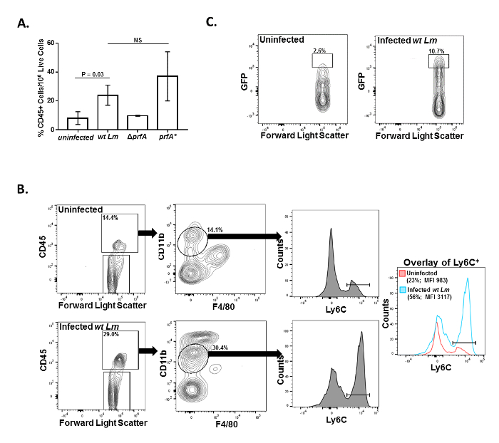 Flow cytometry analysis; CD45+ cell percentage in Lm-infected samples; GFP, Ly6C data; bar graph.