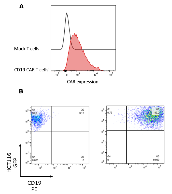 figure-results-1 Flow cytometry analysis of CD19 CAR T cell expression and HCT116 GFP and CD19 PE comparison.
