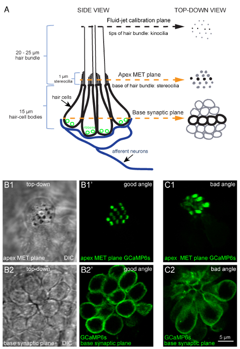 figure-results-1 Hair cell bundle diagram with MET plane calibration and synaptic plane imaging using GCaMP6s.