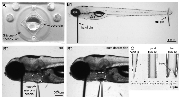 figure-results-2 Zebrafish embryo microinjection setup; silicone encapsulant, coverslip, heart injection needle analysis.