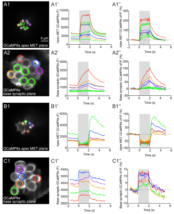 figure-results-4 GCaMP6s imaging in MET plane, exhibiting synaptic activity; graphs display calcium response kinetics.