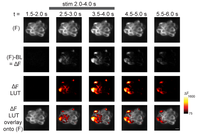 figure-results-5 Time-lapse analysis of ΔF imaging during stimulation; fluorescence intensity changes mapped.