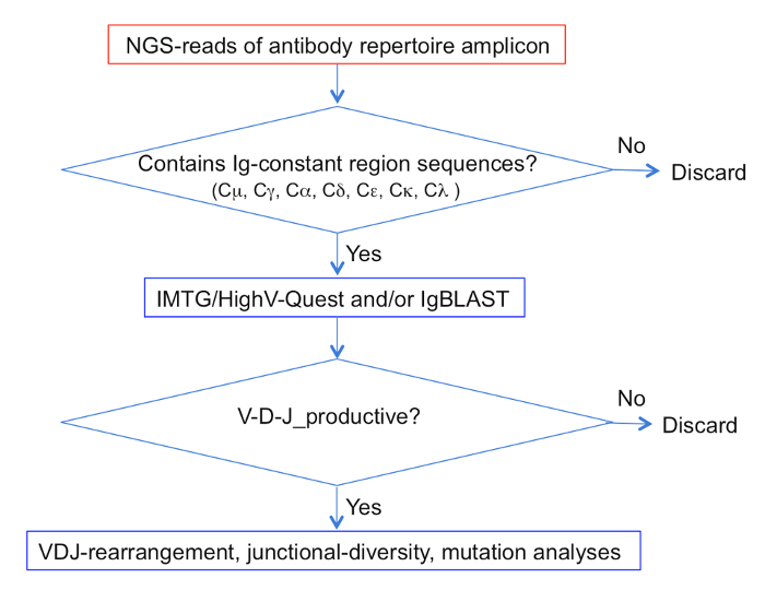 figure-results-2 Antibody repertoire NGS workflow diagram; analysis process, Ig region selection, VDJ rearrangement.