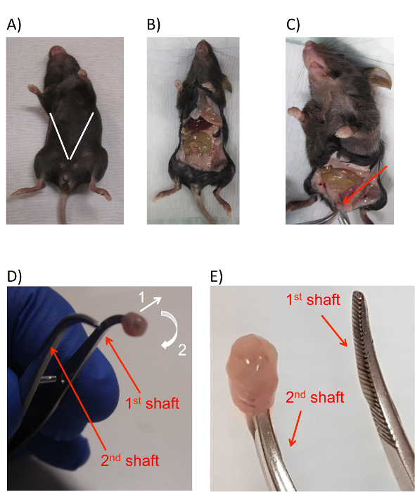 figure-results-2 Mouse dissection procedure; includes internal organ exposure, surgical tools, tissue extraction steps.