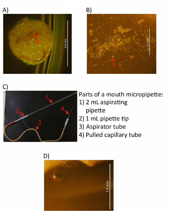 figure-results-3 Microscopy images of embryo dissection process with micropipette setup for cell extraction.