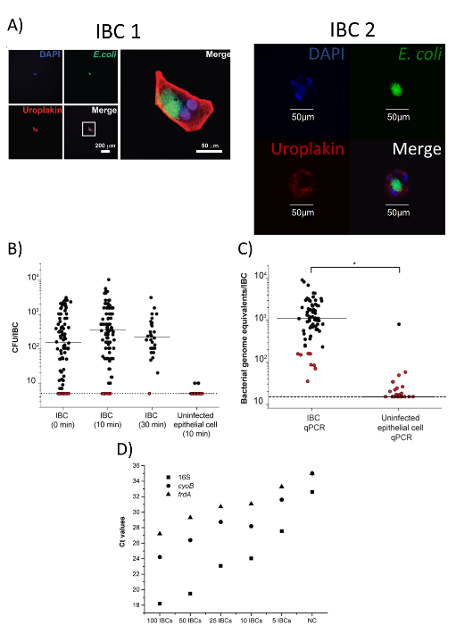 figure-results-4 Intracellular bacteria study with fluorescence microscopy and qPCR analysis; graphs show CFU, genome data.