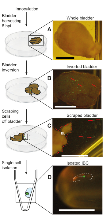 figure-results-5 Bladder inoculation process: whole to isolated IBC. Diagram of sequential steps with microscopy images.