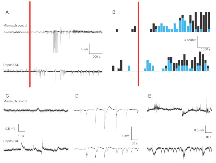Electrophysiology results; voltage traces and histograms; mismatch control vs. Depdc5 KD; cellular activity.