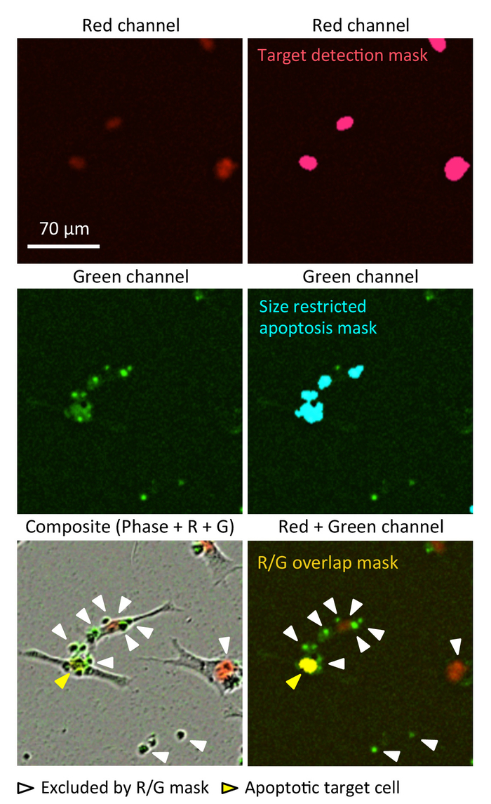 figure-results-2 Fluorescence microscopy diagram, red/green channels, apoptosis detection masks, cell viability analysis.