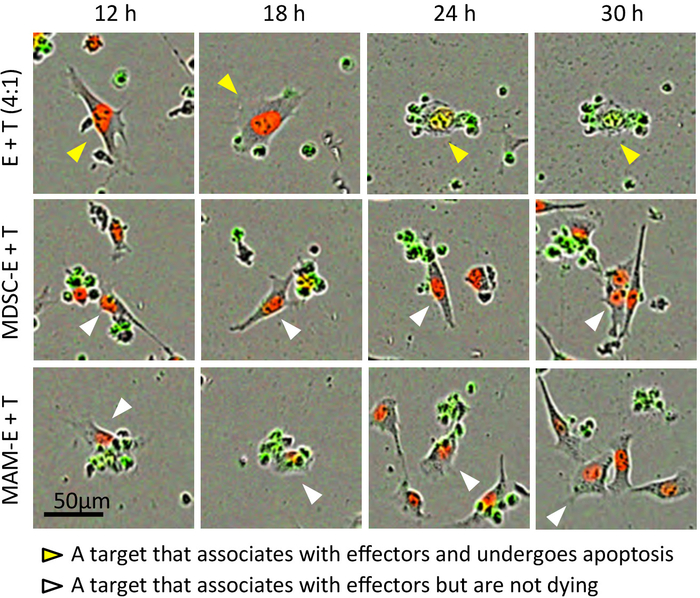 figure-results-3 Cell apoptosis over time; microscopy images; effector-target interaction; apoptotic markers; 12-30h.