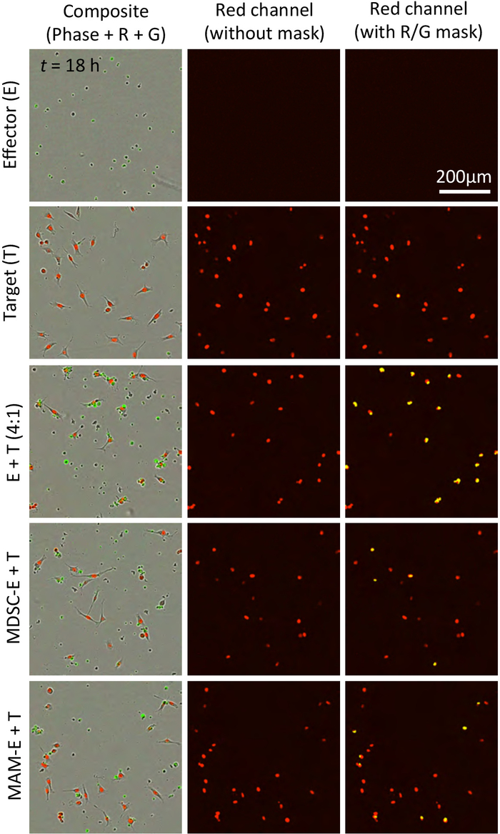 figure-results-4 Effector-target interaction assay; fluorescence microscopy; composite and red channel views; cell analysis.