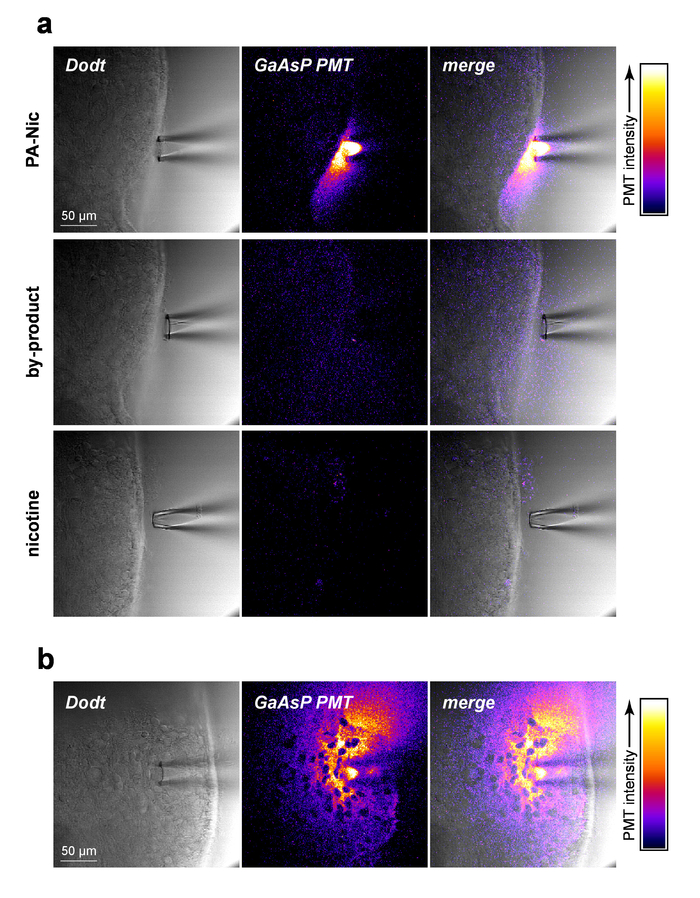 figure-results-2 Optical excitation microscopy; GaAsP PMT detector; PMT intensity; cellular imaging; fluorescence analysis.