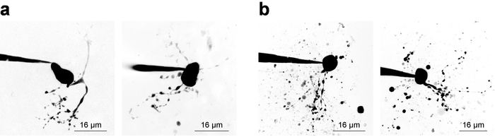 figure-results-3 Microscopy of cell structure; diagram of cell morphology; contrast in shading; two comparisons.